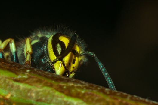 wasp on a black background insect macro wild