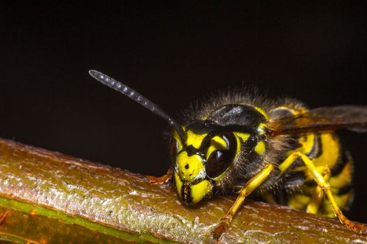 wasp on a black background insect macro wild