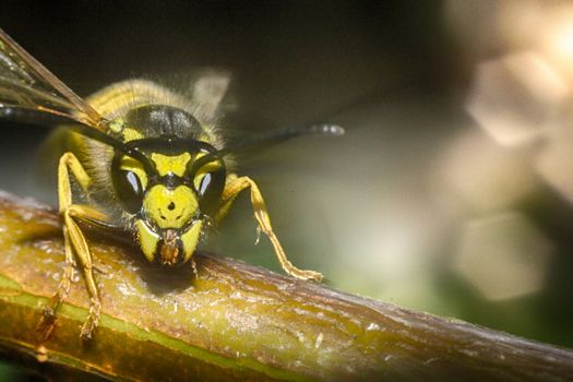 wasp on a black background insect macro wild