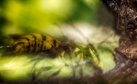 wasp on a black background insect macro wild