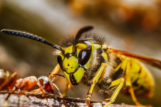 the head of the insect wasp ant macro photo