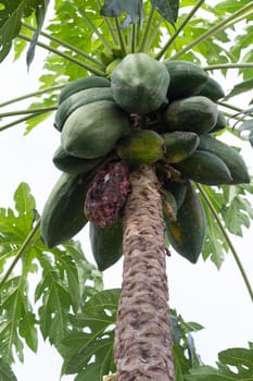 papaya tree with of the plant disease. papaya fruit on tree not ready for harvest.