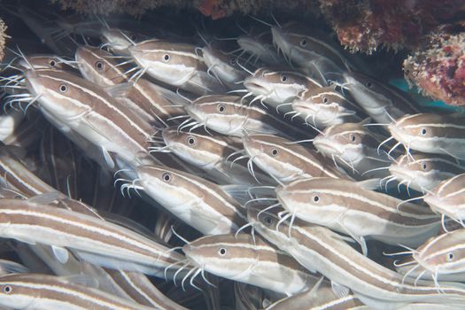 Swarm of young catfish - Seychelles - Africa