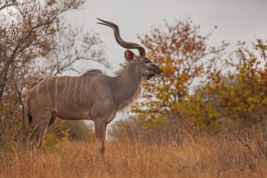 Greater Kudu (Tragelapus strepsiceros) bull photographed in Kruger National Park. South Africa.