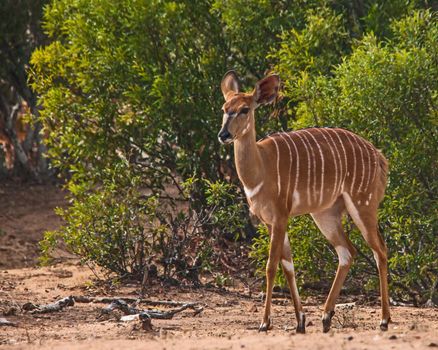 The female Nyala (Trelaphus angasii) photographed in Kruger National Park, South Africa