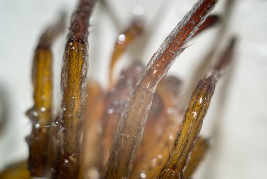 Close up of a spider macro photo