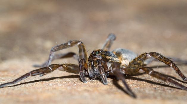 Close up of a spider macro photo