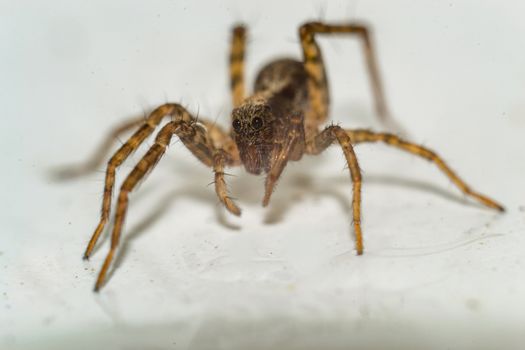 Close up of a spider macro photo