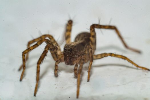 Close up of a spider macro photo