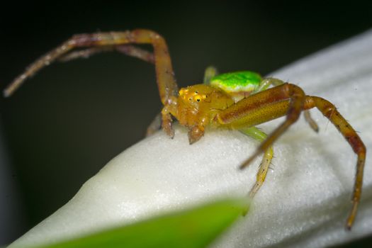 Close up of a spider macro photo