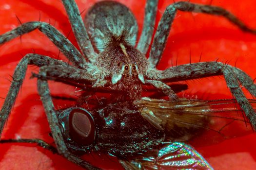 Close up of a spider macro photo of a large spider