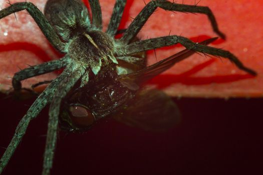 Close up of a spider macro photo of a large spider