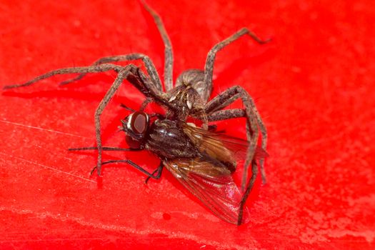 Close up of a spider macro photo of a large spider