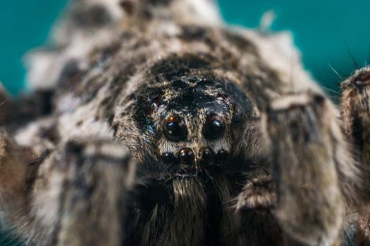 Close up of a spider macro photo of a large spider