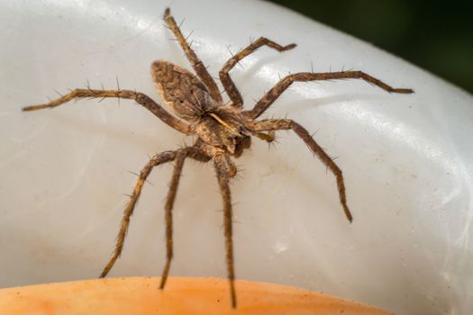 Close up of a spider macro photo