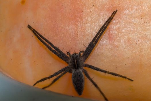 Close up of a spider macro photo of a large spider