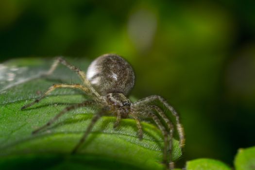 Close up of spider macro photo insect