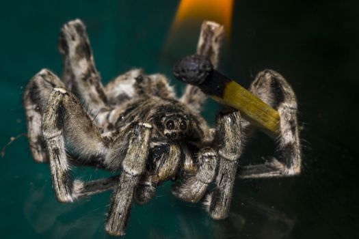 Close up of a spider macro photo of a large spider