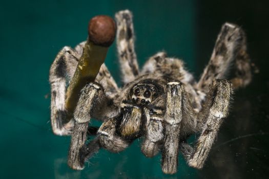 Close up of a spider macro photo of a large spider