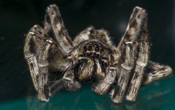 Close up of a spider macro photo of a large spider