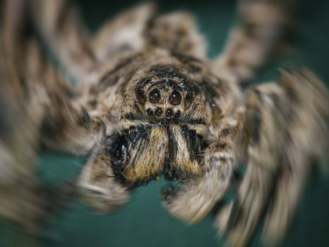 Close up of a spider macro photo of a large spider