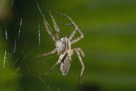 Close up of spider macro photo insect