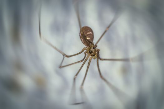 Close up of a spider macro photo