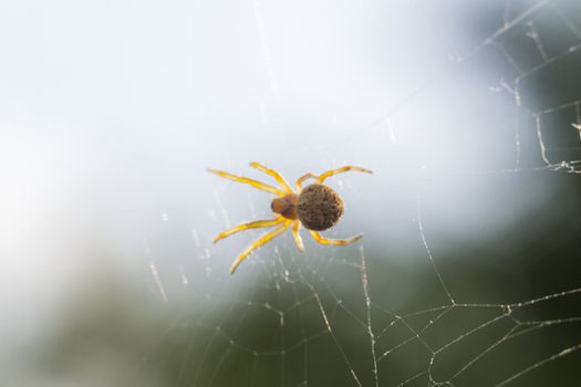 Close up of a spider macro photo