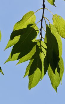 Back lit leaves closeup against the blue sky