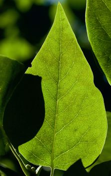 Back lit green leaf