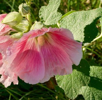 Pink hollyhock with green leaves