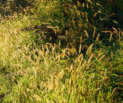 Golden seed heads among the green grass