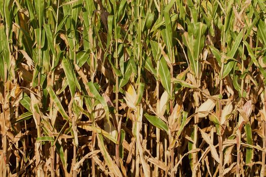 Vertical field corn background