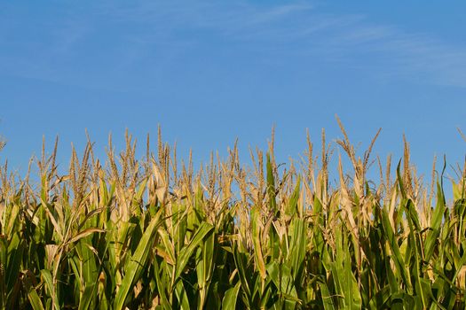 Field corn against the blue sky