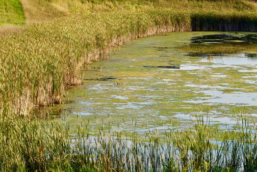 Moss covered pond with reeds