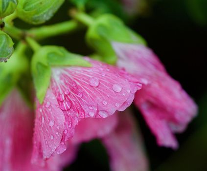Water droplets on a hollyhock