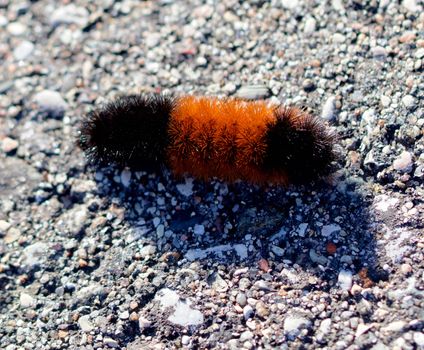 Wooly bear catapillar