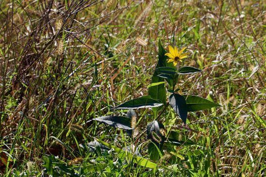 Late summer yellow daisy in a meadow