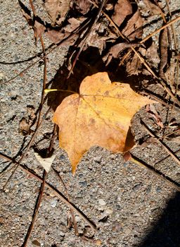 Gold leaf among the brown