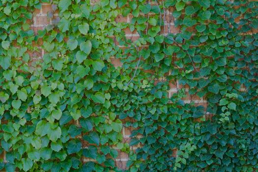 Brick wall with green vines