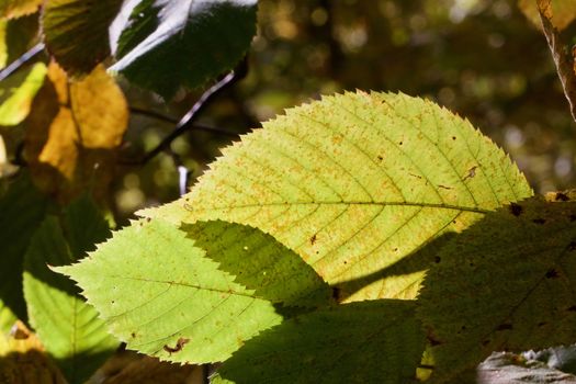 Sun back lit leaves and shadows