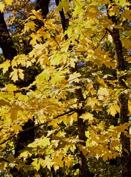 Golden Autumn leaves