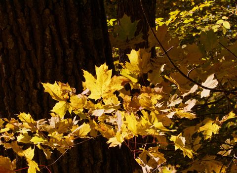 Golden leaves on the tree