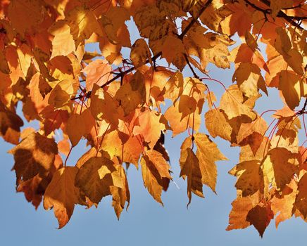 Golden autumn leaves closeup