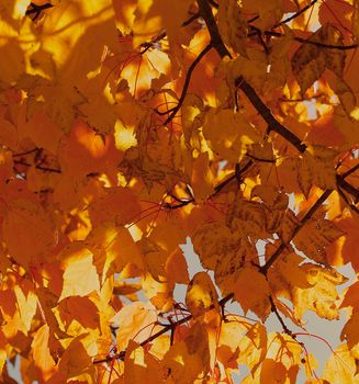 Golden Leaves in the autumn