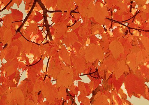 Golden orange autumn leaves closeup