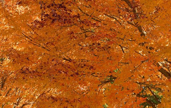 Yellow rust maple leaves