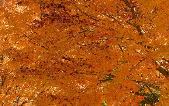 Yellow rust maple leaves