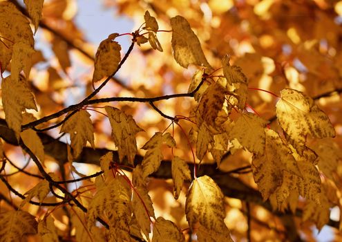 Gold and brown autumn maple leaves