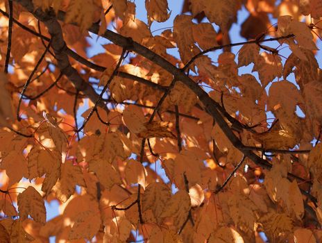 Orange pink autumn maple leaves